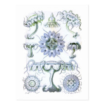 Jellyfish Postcard