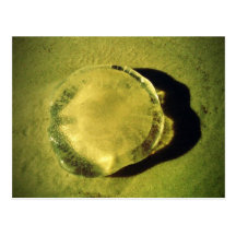 Jellyfish Postcards