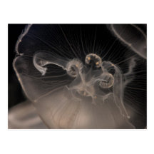 Jellyfish Postcards