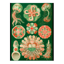 Jellyfish Postcards