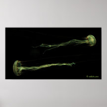jellyfish poster