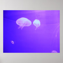 Jellyfish Poster