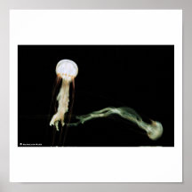 jellyfish poster