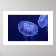 Jellyfish Posterdruck