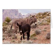 Jenny’s Foal Cards