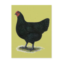 Jersey Giant:  Black Hen Postcards
