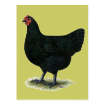 Jersey Giant:  Black Hen Postcards