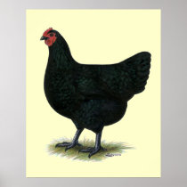Jersey Giant:  Black Hen Posters