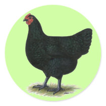 Jersey Giant:  Black Hen Sticker