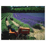 Jersey lavender farm, Jersey Channel Islands, Engl Full Color Flyer