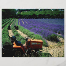 Jersey lavender farm, Jersey Channel Islands, Engl Full Color Flyer