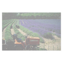 Jersey lavender farm, Jersey Channel Islands, Engl Stationery