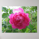 Jessie's Unknown Old Rose posters