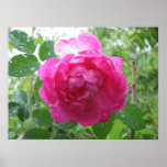 Jessie's Unknown Old Rose Print