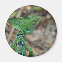 Jesus Christ Lizard Fridge Magnets
