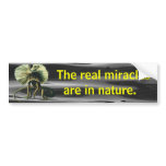 Jesus Lizard Bumper Sticker bumper stickers
