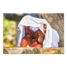 Jeter un coup d'oeil d'orang-outan photos sur toile