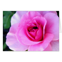 Jeune amour : Carte rose de fleur