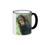 Jeune chimpanzé (troglodytes de casserole) tasse à café