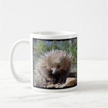 Jeune Echidna - tasse - l'Australie
