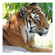 Jeune tigre invitations