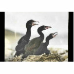 Jeunes cormorans Double-crêtés Découpage En Acrylique