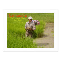 jeunes plantes de Cambodge-transplantation de riz Carte Postale