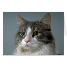 Jewel 1 greeting cards