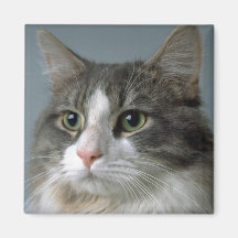 Jewel 1 refrigerator magnet
