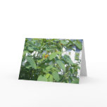 JEWEL WEED CARD