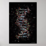 Jewelled DNA posters