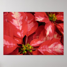 JingleBellPoinsettia Print..
