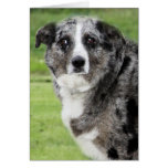 Joey - Blue Heeler Card