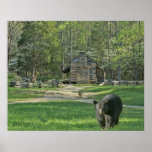 John Oliver Black Bear Cabin Posters
