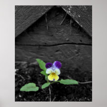 Johnny Jump up Flower 8x10 Poster