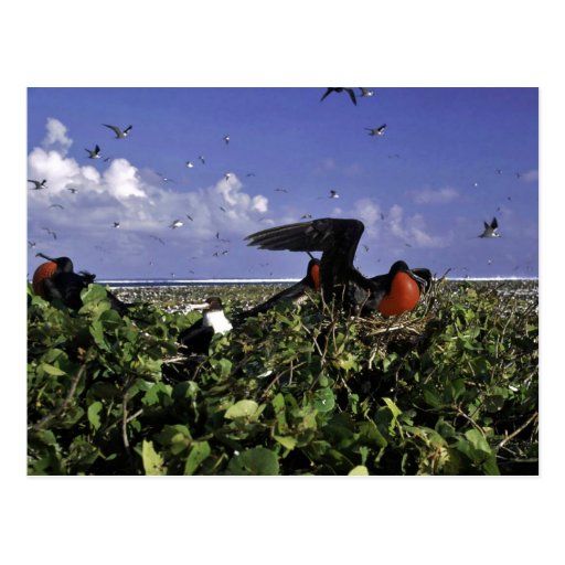 Johnston Island National Wildlife Refuge Post Card