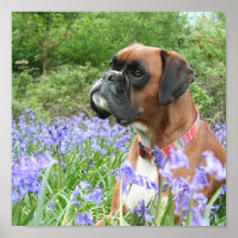 Jolie in the Bluebells Posters