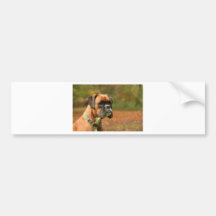 Jolie in the woods bumper sticker