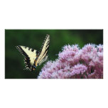 Jolies ailes photocarte