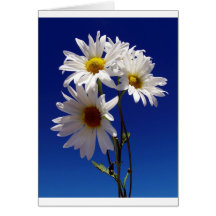 Jolies marguerites cartes de vœux