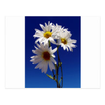 Jolies marguerites cartes postales
