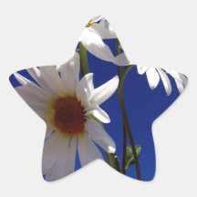 Jolies marguerites sticker en étoile