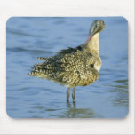 Jolies plumes tapis de souris