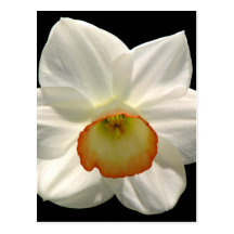 Jonquil/Daffodil Post Cards