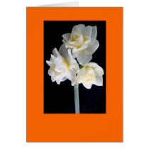 Jonquil Flower - Ecclesiastes 3:1 cards