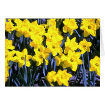 Jonquilles Carte De Vœux