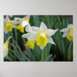 Jonquilles de ressort affiches