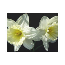 Jonquilles Impression Sur Toile