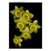 Jonquilles jaunes sur le noir carte de vœux
