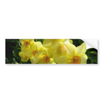 Jonquils/Daffodils/Narcissus
